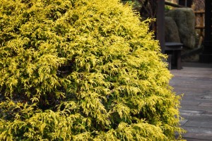 20150323黄金の木　黄金の花　オウゴンヒヨクヒバ  (2)